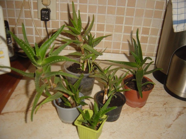 Aloe Vera Orvosi növény - különböző méretben