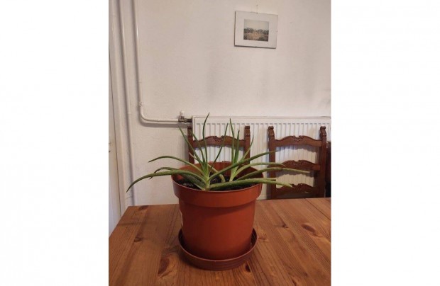 Aloe Vera - 2 példány 1 cserépben