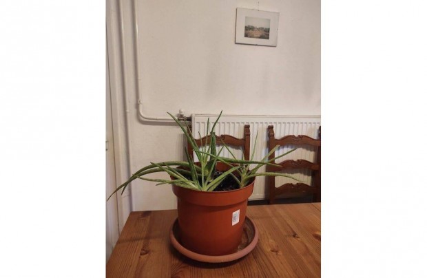 Aloe Vera - 4 példány 1 nagy cserépben