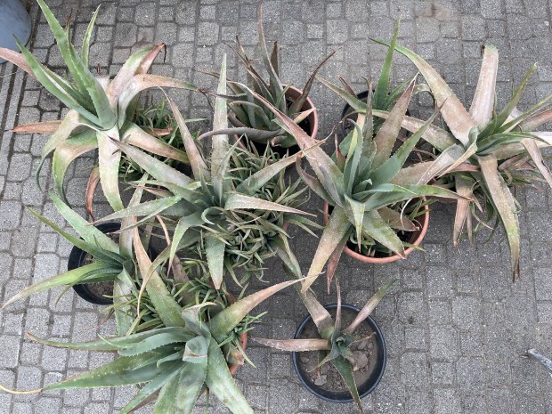 Aloe Vera - 9 cserp - nagyobbak 70cm magasak