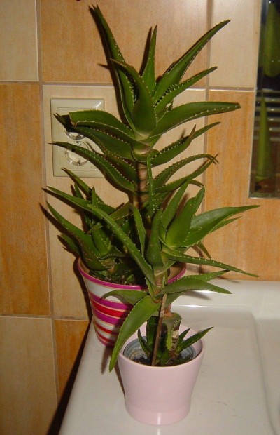 Aloe Vera (orvosi) több méretben (növendékek-nagyok)