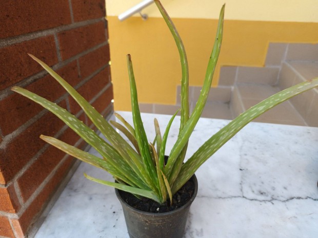 Aloe Vera, vagy Orvosi aloe, rkzld gygynvny elad