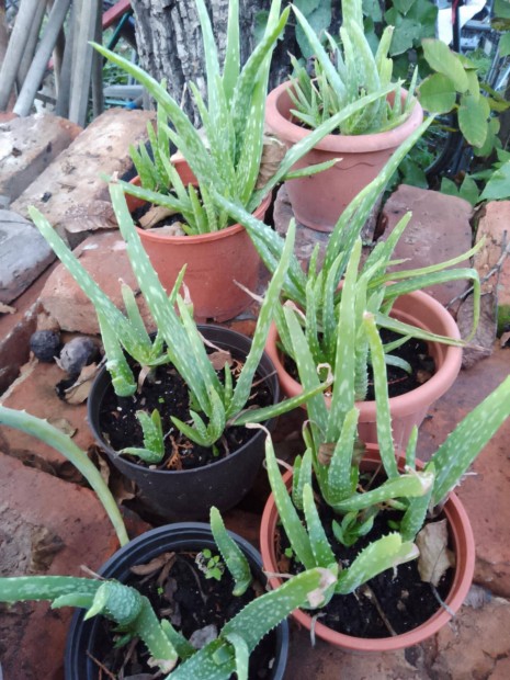 Aloe Vera cserpben 