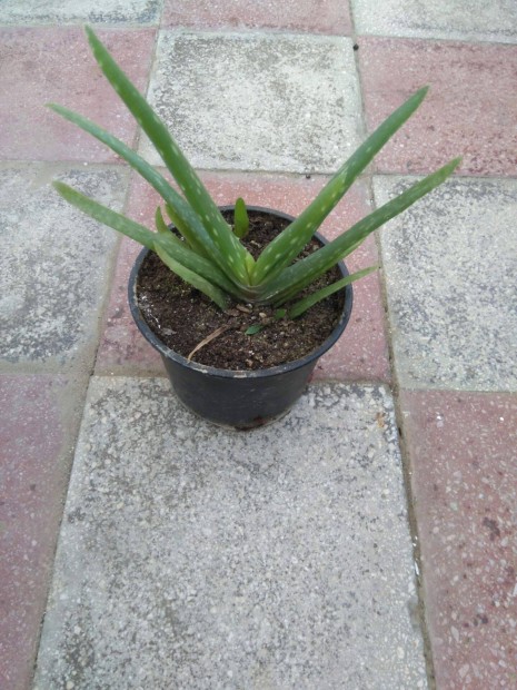 Aloe Vera cserepes