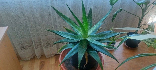 Aloe Vera csillag alak