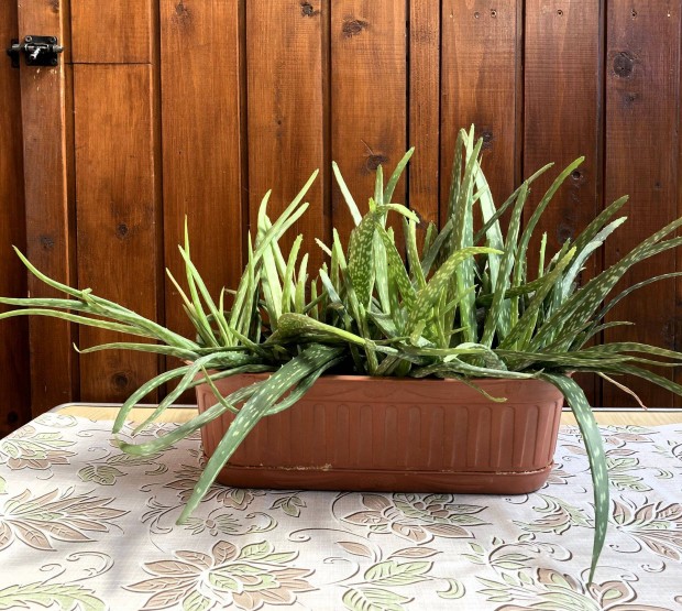 Aloe Vera ds nvny elad