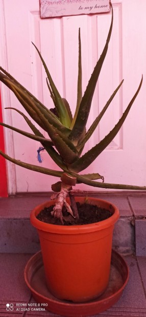 Aloe Vera elad