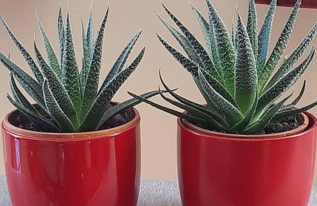 Aloe Vera elad