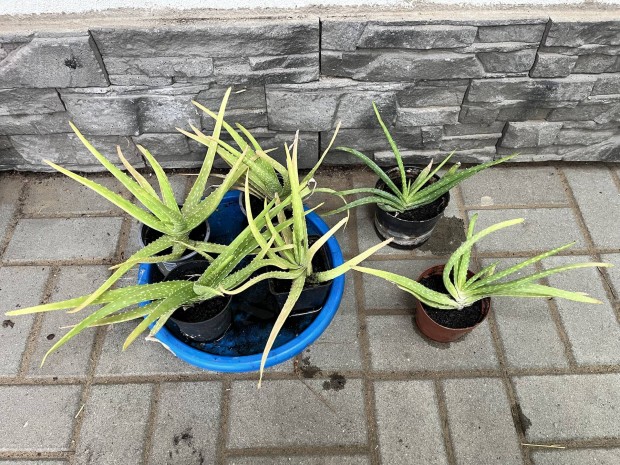 Aloe Vera eladó