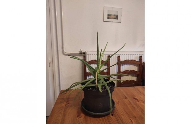 Aloe Vera rett levelekkel
