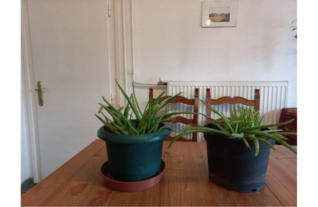 Aloe Vera gygynvny