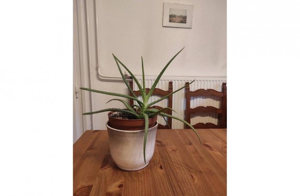 Aloe Vera gygynvny
