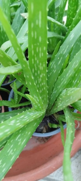 Aloe Vera gygynvny 