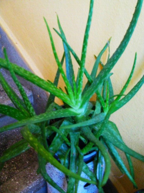 Aloe Vera gygynvny, tbb van 1 cserpben, leters, szaporthat