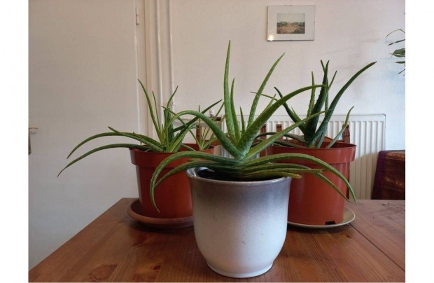 Aloe Vera gygynvny rett levelekkel