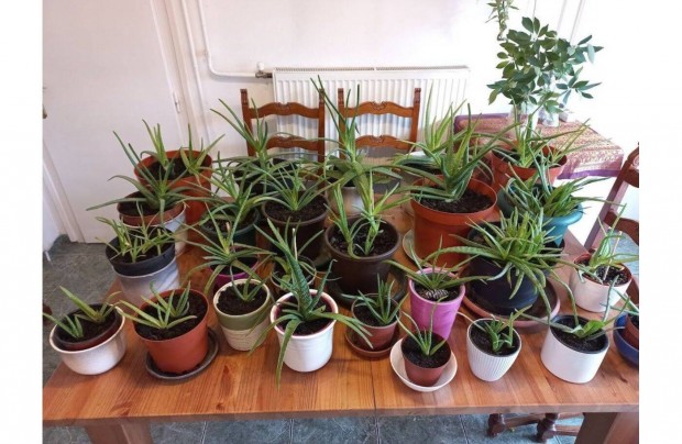 Aloe Vera gygynvny rett levelekkel