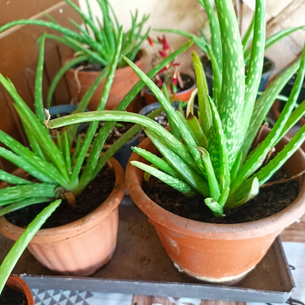 Aloe Vera hajtsok