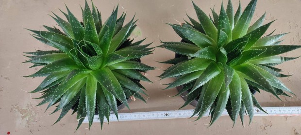 Aloe Vera kaktusz