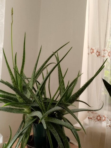 Aloe Vera kaktusz elad