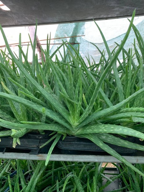 Aloe Vera nvny