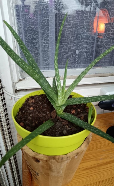 Aloe Vera nvny