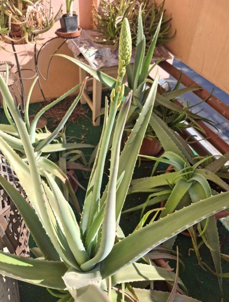 Aloe Vera nvny