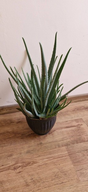 Aloe Vera nvny