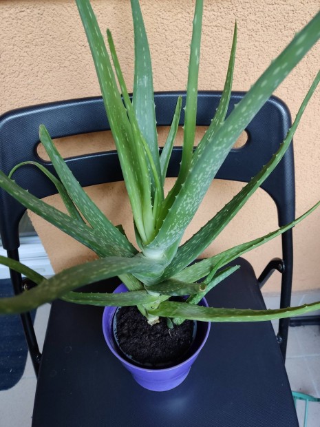 Aloe Vera nvny 