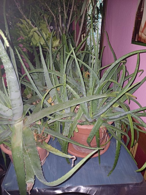 Aloe Vera nvny akci