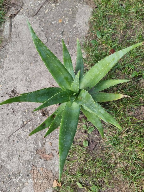 Aloe Vera nvnyek