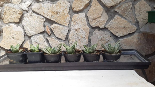 Aloe Vera nvnyek eladk