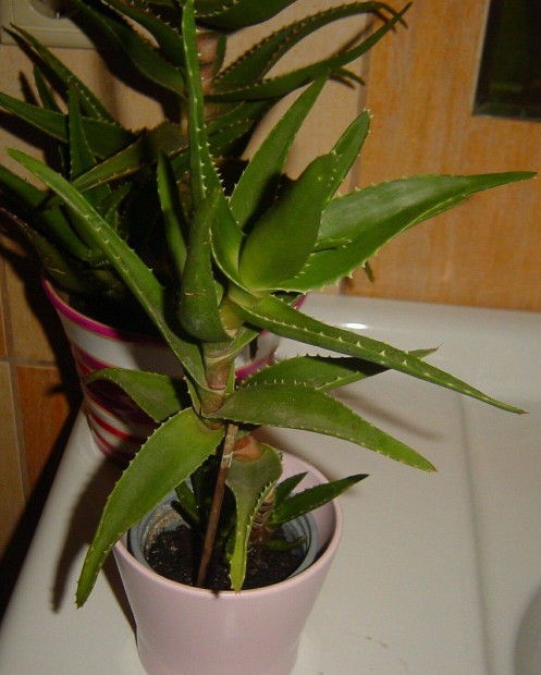 Aloe Vera több méretben - orvosi (növendékek-nagyok)
