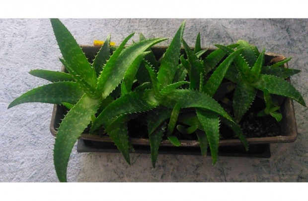 Aloe Vera tvek