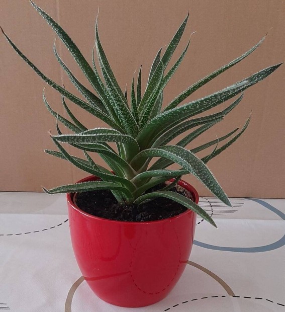 Aloe Vera virgtartval egytt elad