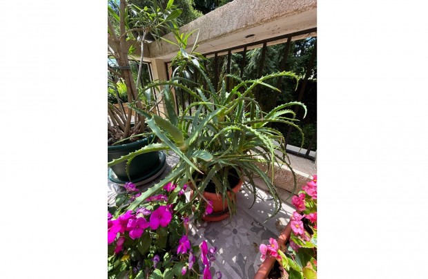 Aloe arborescens