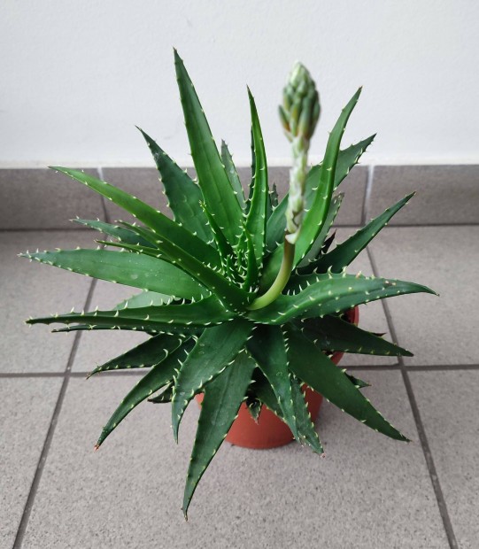 Aloe melanacantha
