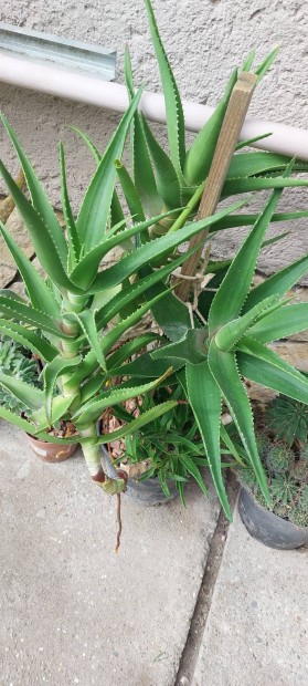 Aloe nvny (nem aloe vera)