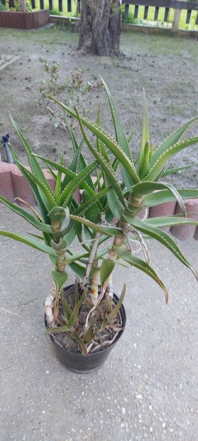 Aloe nvny (nem aloe vera)