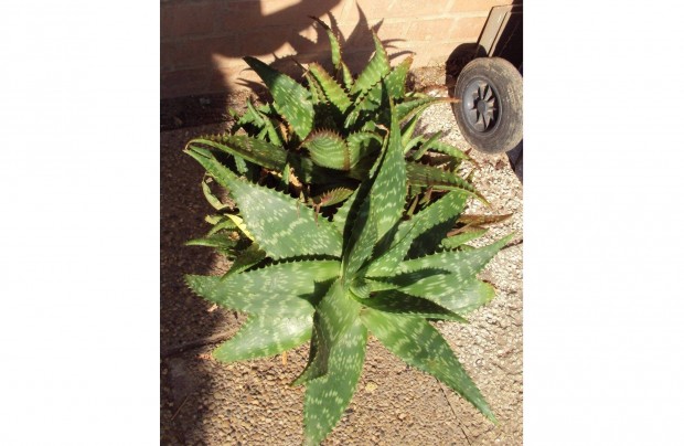 Aloe szaponria