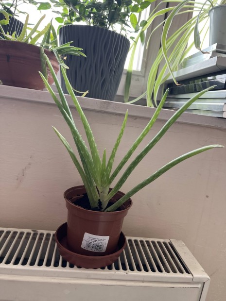 Aloe vera 15-20 cm