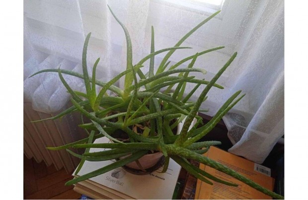 Aloe vera 16 cm-es cserpben