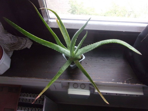 Aloe vera 1 cserép és gasteria gyökeres Újpest központ közelében