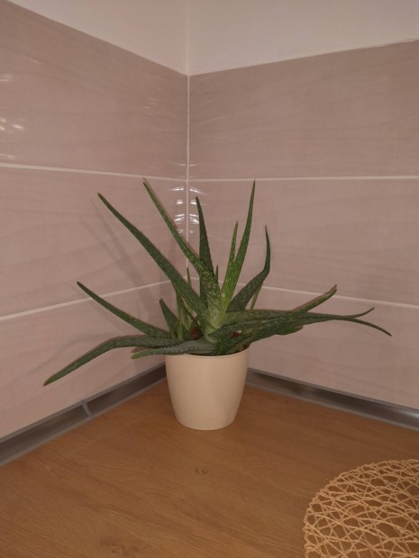 Aloe vera 2 db 40cm