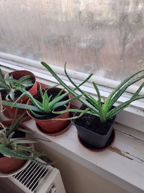 Aloe vera (2 fle) s futka