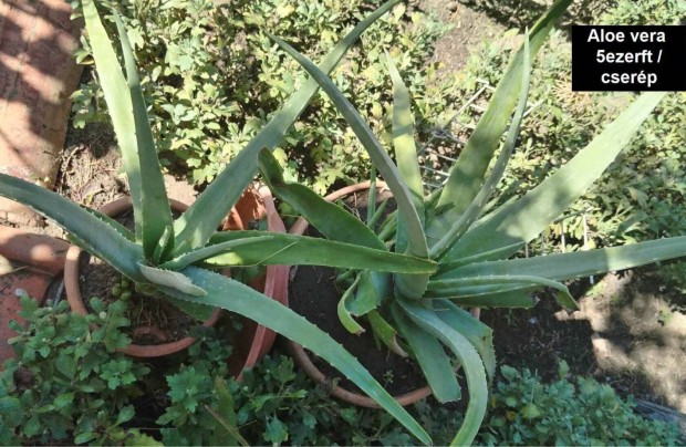 Aloe vera, Yucca plma, Datura, kaktuszok , karcsonyi kaktusz