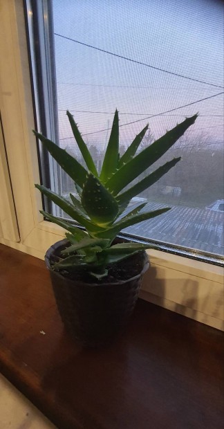 Aloe vera ( 22cm ) 