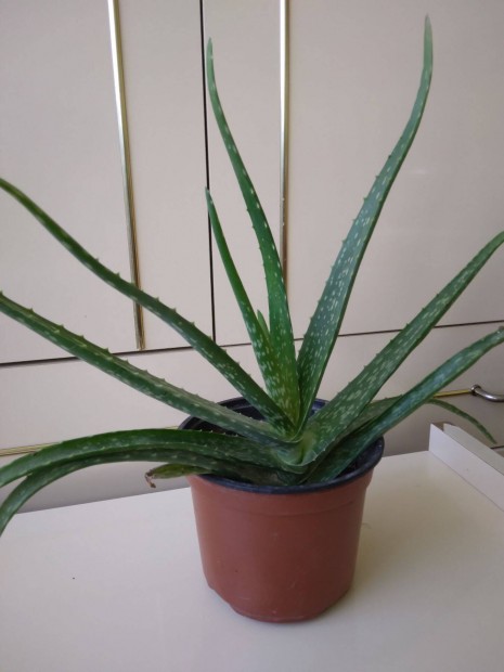 Aloe vera, cserepes nvny