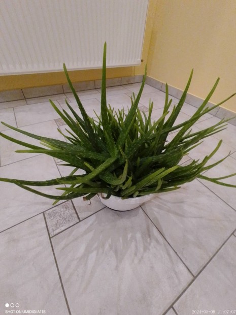 Aloe vera- szobanvny