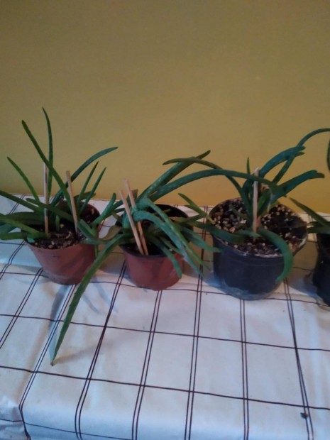 Aloe vera csemetk