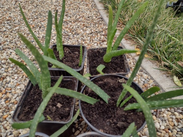 Aloe vera cserpben 500.-/db